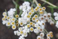 Pearly everlasting Anaphalis margaritacea, white flowers with yellow eye